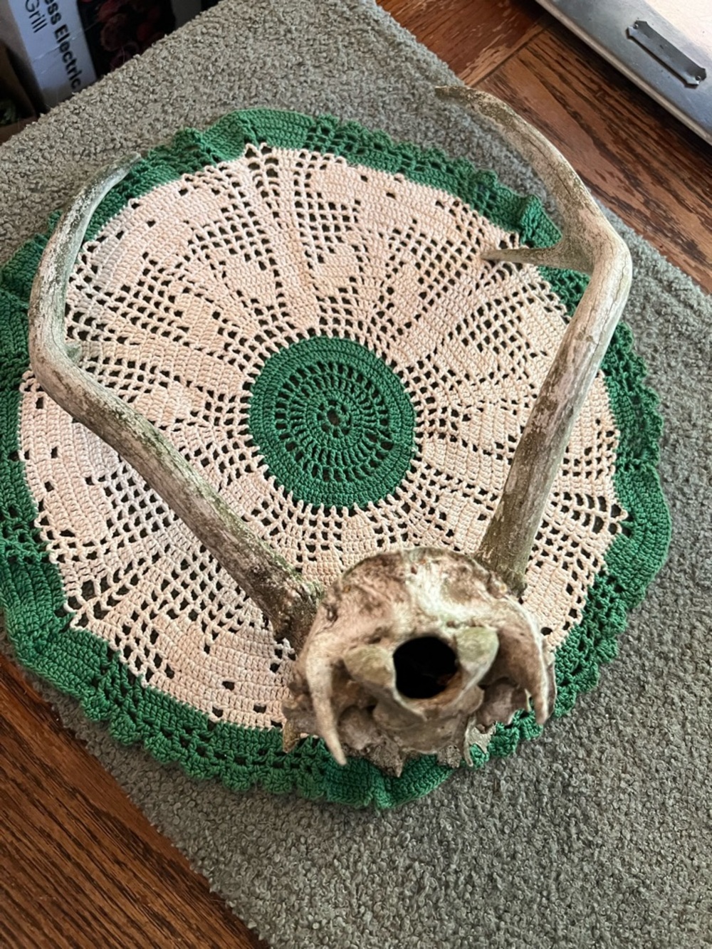 Vintage Decorative Antler Skull Accent in Natural White and Brown